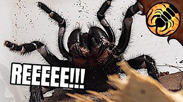 Unboxing four funnel-web spiders!