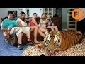 Top 8 Animales Salvajes Adiestrados que no Podrás Creer  - FULL TOPS