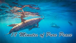 Ocean Tranquility: Dolphins & Sea Turtles Relaxation Video [ 18 minutes ]