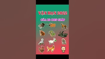 Vận Hạn năm 2022 của các tuổi Tý Sửu Dần Mão Thìn Tỵ Ngọ Mùi Thân Dậu Tuất Hợi #short #congiap