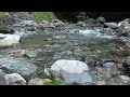 川のせせらぎの動画 1時間 Babbling brook 1 hour