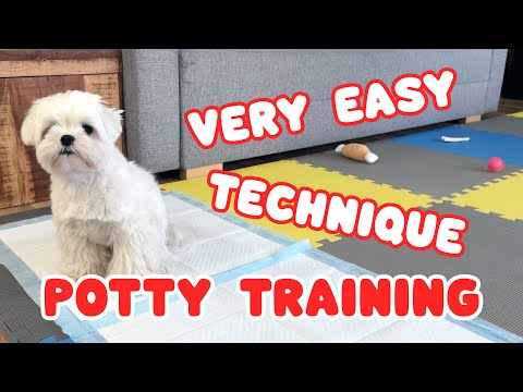 Video: Sådan bruges Puppy Pads & Outdoor Potty Training Together