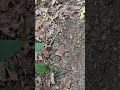 Buck marking