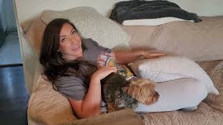 Yorkie loves chicken by Gracie Yorkie Puppy Dog 24 views 3 hours ago 2 minutes, 26 seconds