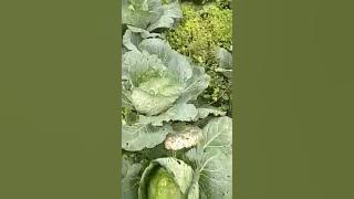 petani menjerit | kubis satu kilo 500 aja gak laku #dieng #wonosobo