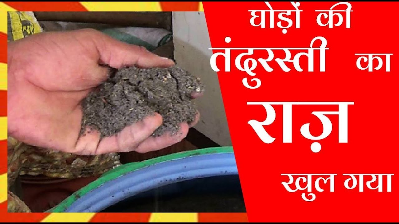 शानदार घोड़ा का खाना और स्टड फार्म की जानकारी Horse Healthy Food Diet Plan video, Morning To Night