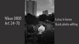 Lotus in korea / Quick photo editing / Nikon D800 + Art24-70 / screenshot 2