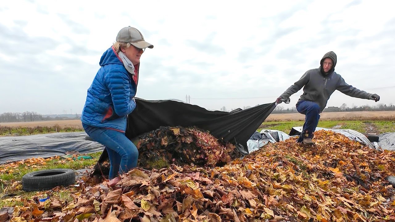#88 Георгины, сено и новые луковицы — готовимся к сезону 🍂