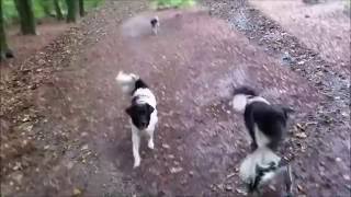 Aanleren Fluitsignaal