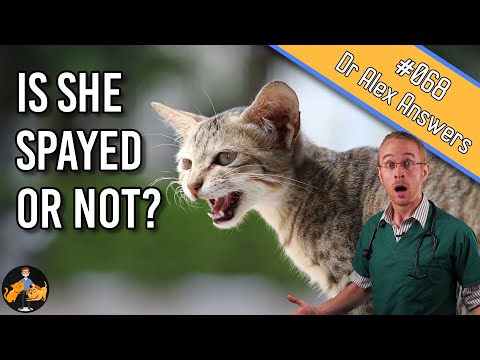 वीडियो: Cats . में की-गास्केल सिंड्रोम