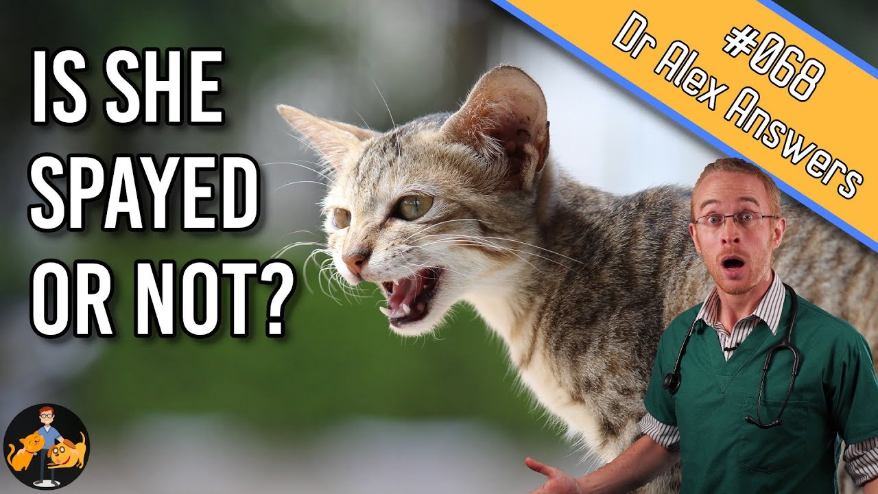Is Your Cat Really Spayed? | Ovarian Remnant Syndrome In Cats - Cat Health Vet Advice