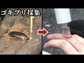 【閲覧注意】ゴキブリを探してただけなのに…