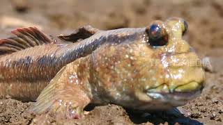 AKU SUKA SEMBUNYI - DUNIA BINATANG (5/10/17) 3-1