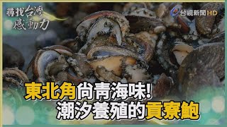 尋找台灣感動力- 新鮮海味 潮汐養殖的貢寮鮑