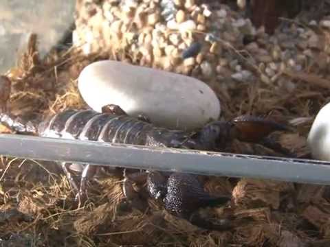 Домашний зоопарк: "Черный императорский скорпион"