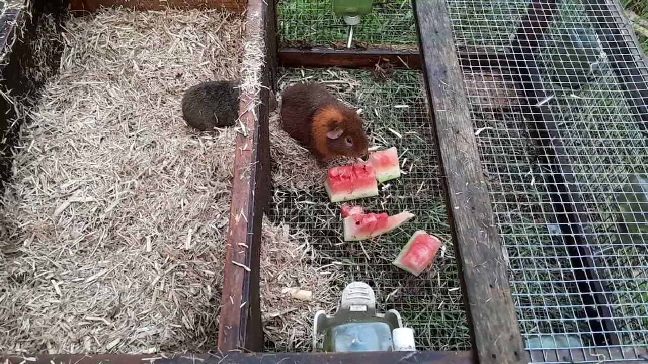 Rex guinea pigs
