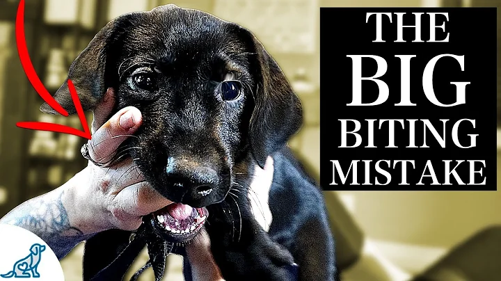 The BIGGEST Mistake People Make With A Puppy Biting Problem - DayDayNews