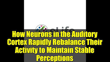 How Neurons in the Auditory Cortex Rapidly Rebalance Their Activity to Maintain Stable Perceptions