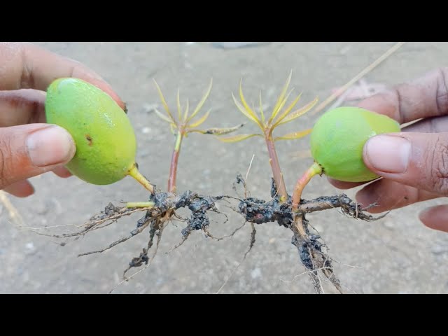 How to grow Mango from Mango Fruit for beginners class=