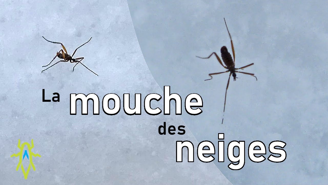Mouche Docbebitte Mouche Docbebitte