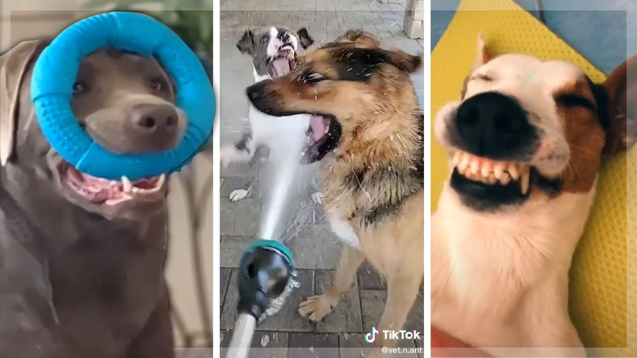 Cutest Doggos of TikTok ~ Dogs Doing Funny Things Compilation (NEW ...