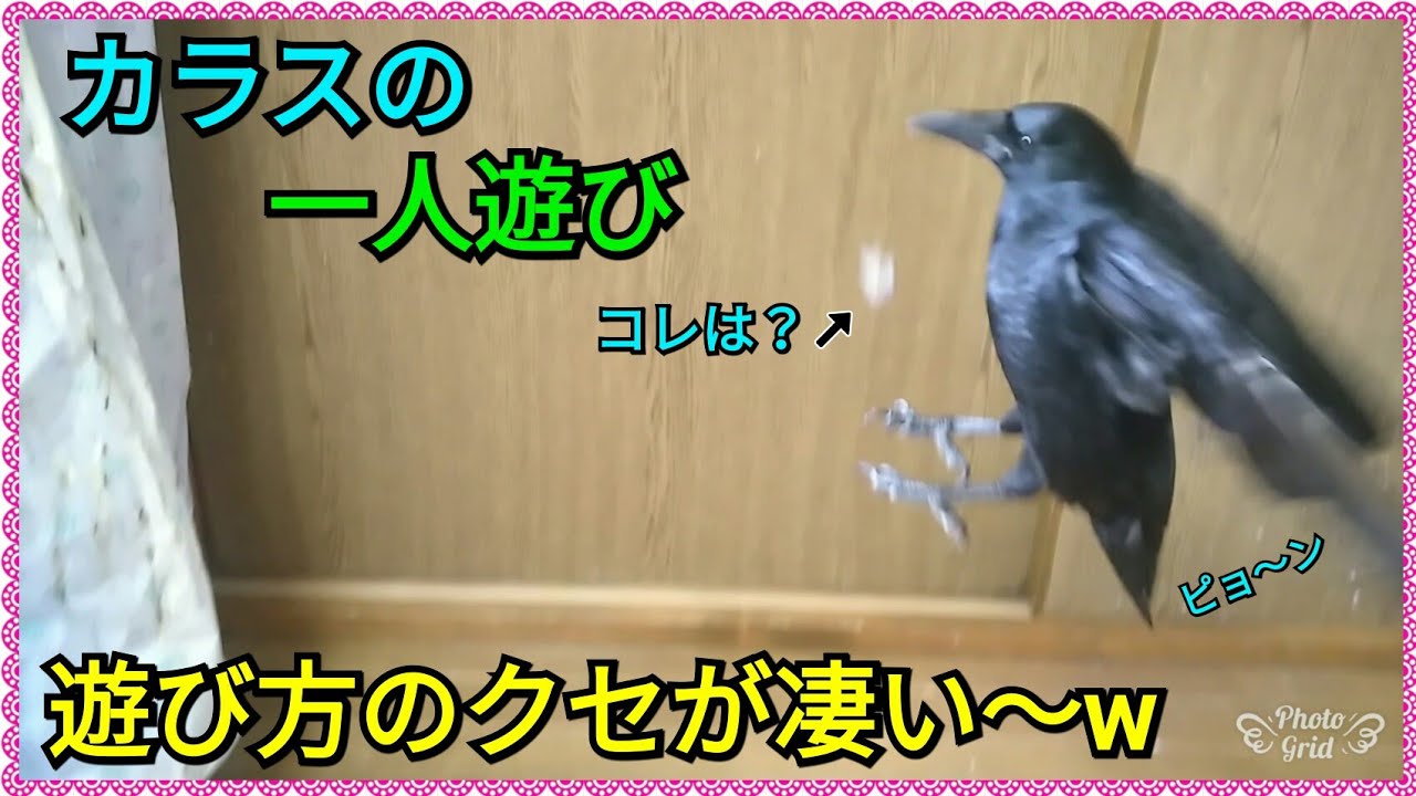 【カラスの一人遊び】カラスが考えた遊び方のクセが凄いw 20180610、カラス - YouTube