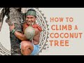 How To Climb a Coconut Tree