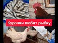 Курочки любят рыбку