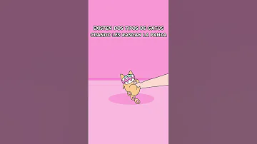 Tu Gato Se Deja Tocar La Pancita Gatos Gato Gatitos Gatosgraciosos Michi Michis 