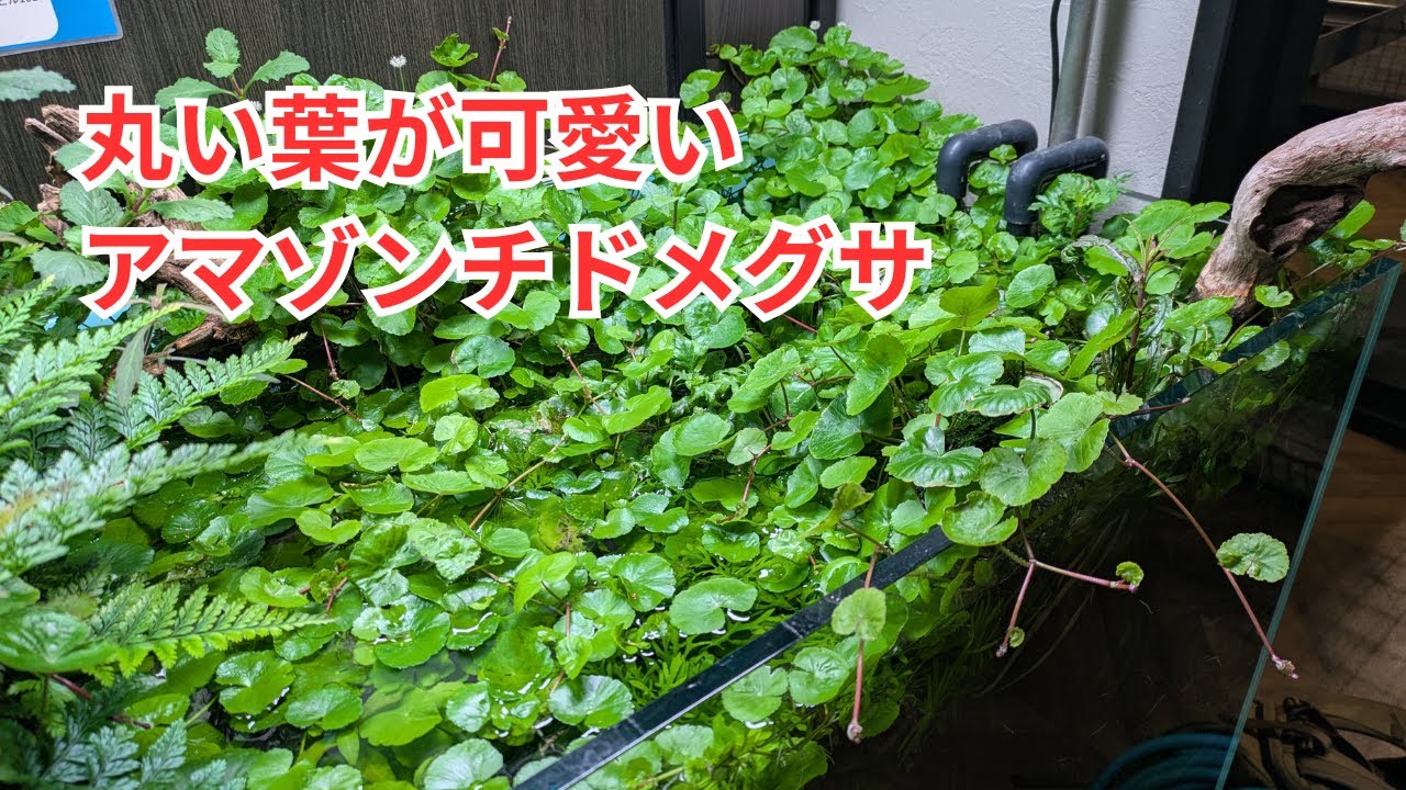 水中から水上にかけての風情が作れるアマゾンチドメグサ