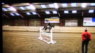 102. 5yo Gelding by Cancara x Contender