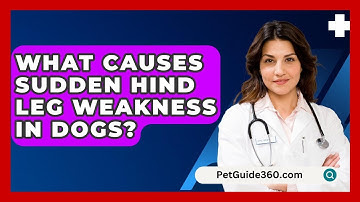 What Causes Sudden Hind Leg Weakness In Dogs? - PetGuide360.com