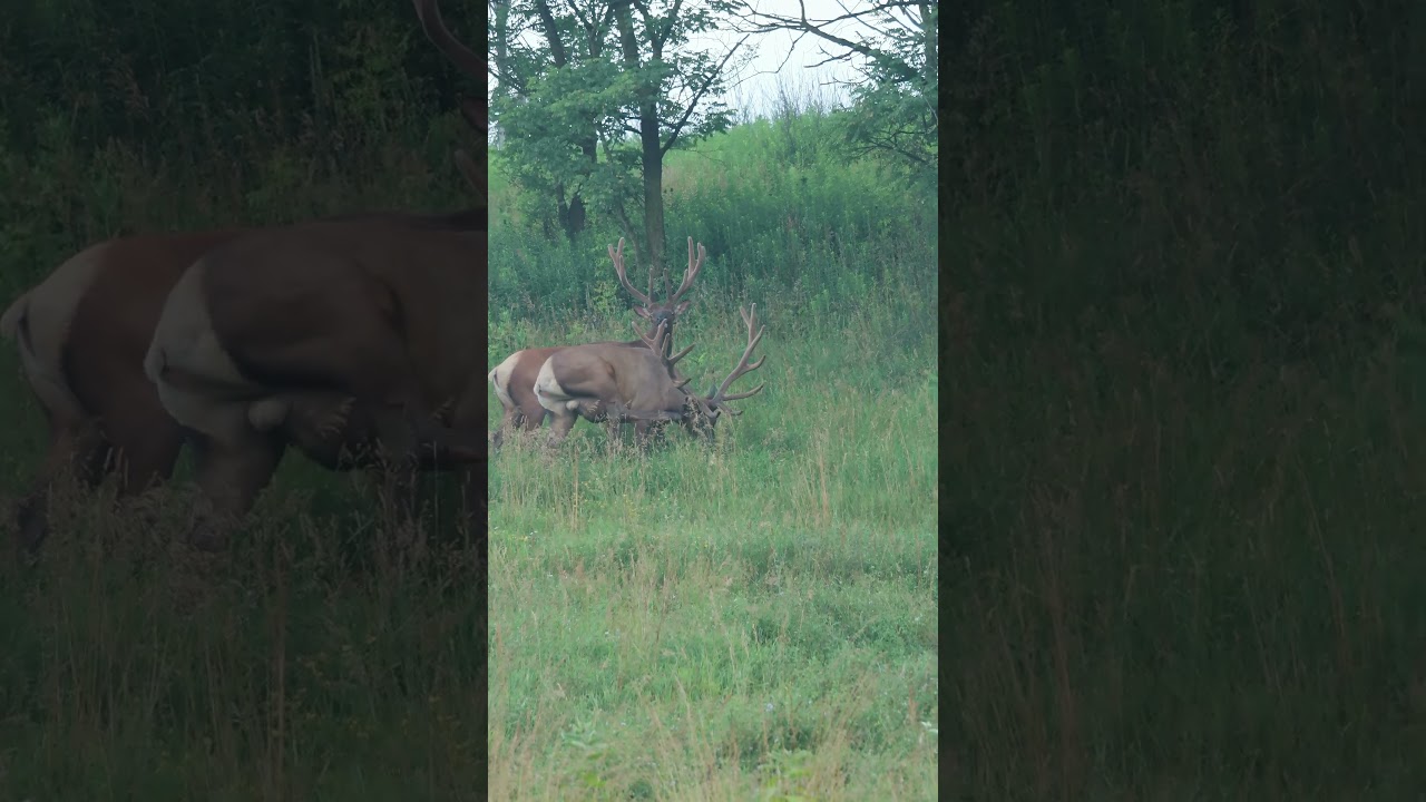 Showoff 😆 Elk bulls in velvet Benezette PA