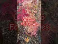Japanese maple trees, how to select, water, feed and protect them from sun / wind! #japanesemaple