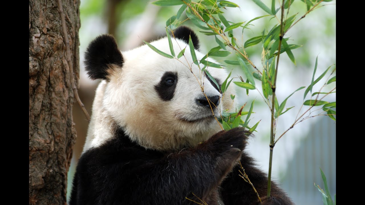 タンタン28歳誕生日ケーキプレゼント(中国駐大阪総領事館) YouTube