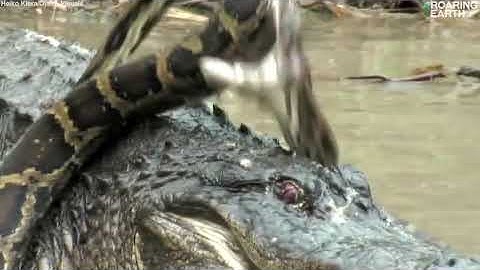python vs crocodile... big fight viral #viral