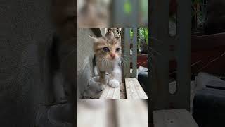 子猫同士が暴れた結果…#Shorts