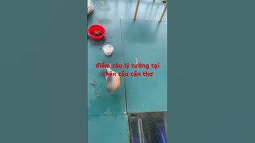 Điểm câu cá lý tưởng tại chân cầu cần thơ #fishing #mientay #topgamedoithuonguytin #cauca  #câucá