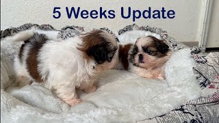 5 weeks Update || Shih Tzu puppies become so playful by Shih Tzus are the Best 2,241 views 3 months ago 2 minutes, 7 seconds