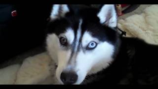 Siberian Husky Kayla Attempts To Say 'I Love You' by Hey It's Wei 1,520 views 13 years ago 1 minute, 12 seconds