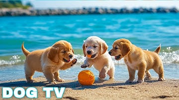 12 Hours of Dog Calming Music for Anxiety 💖 Anti Separation Anxiety Relief Music 🐶🎵 dog music