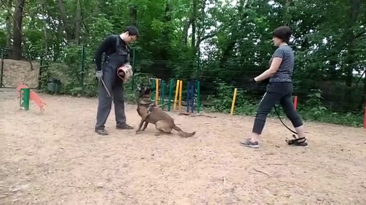 Защитная работа с бельгийской овчаркой, подготовка к ЗКС, IGP, IPO ...