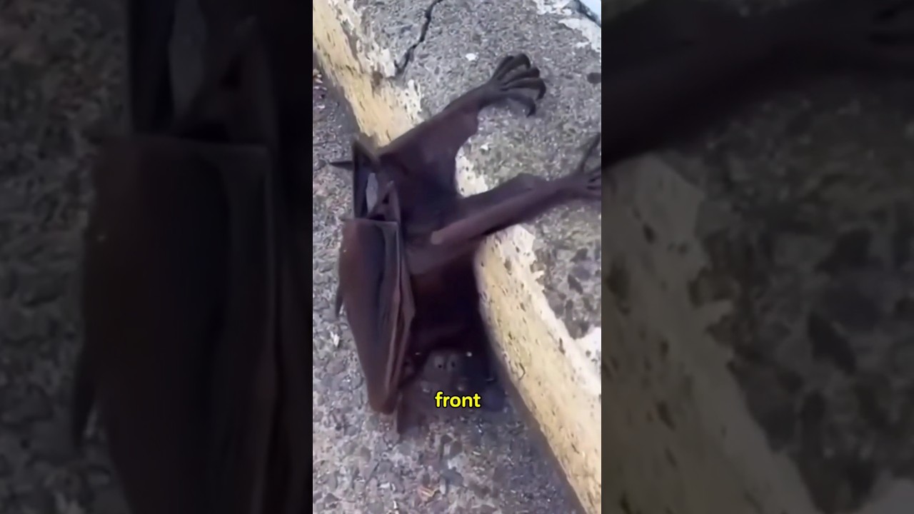 A Woman's Bond with an Orphaned Flying Fox #shorts #animals #love