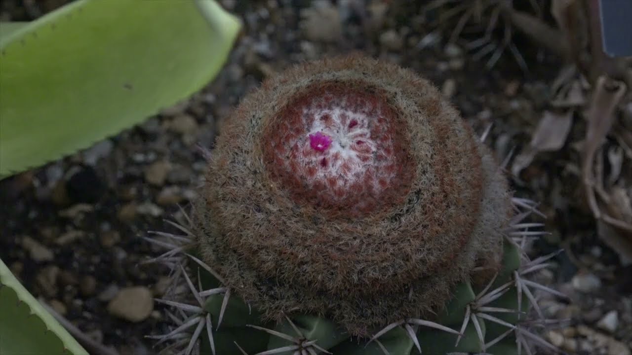 Le conservatoire de la Princesse de Galles à Londres - Kew Gardens