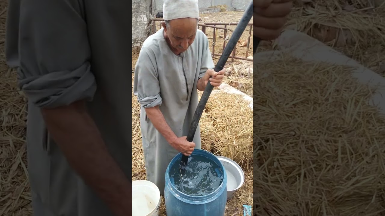 الحاج بدوي الساخي يصنع علف مركز لتغذية الحيوان من قش الأرز بدون تكاليف لزيادة انتاج اللحم واللبن
