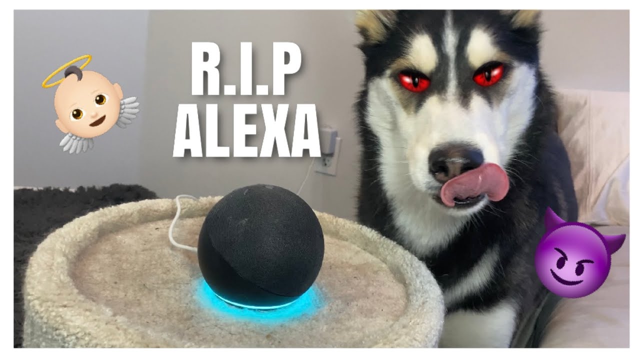 talking husky toy