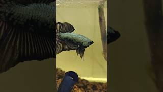 Black Samurai Betta fish 🔥🖤😍 #bettafish #betta #aquarium #aquascape #carpfishing