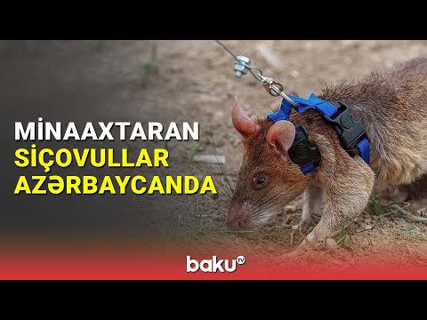 Minaaxtaran siçovullar Azərbaycana gətirilib