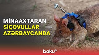 Minaaxtaran siçovullar Azərbaycana gətirilib