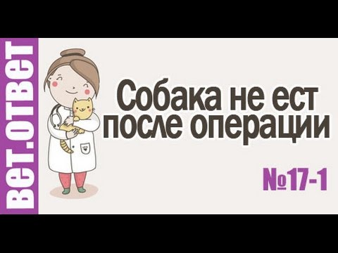 Собака не ест после операции. Ветответ. Собака не ест после операции. Ветответ.